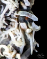  Zanzibar whip coral shrimp Whenever take photos such magnificent detailed creatures cant help but think how creepy would have been if they were size human. human  